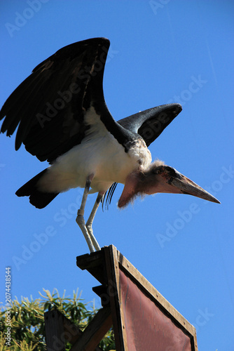 Fotografie Marabout prenant son envol ,Marabou stork, (Leptoptilos)