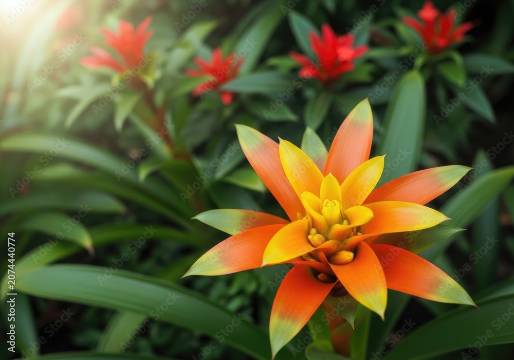 Obraz premium Vibrant orange and yellow flower with green leaves in a garden setting with red flowers