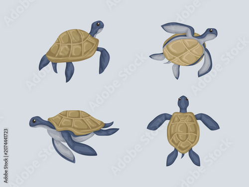 Sea Turtle Illustration Marine Wildlife Vector for Ocean Conservation and Tropical Nature Design