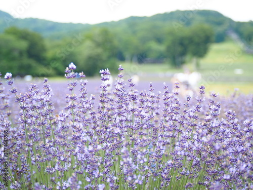 Foto たんばら高原のラベンダーと山並みの夏景色