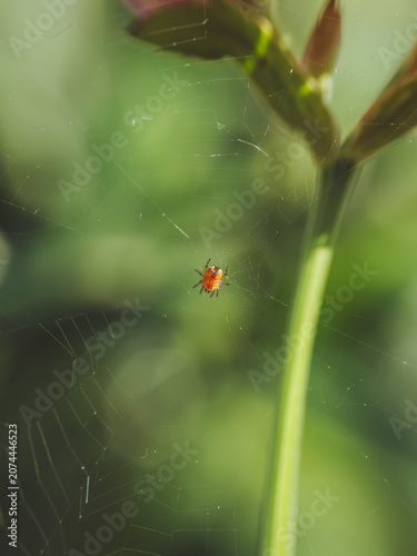 Принти на полотні A tiny Garden Orb spiderling 'Araneus diadematus' building it's first web
