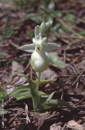 Konstfotografi Ophrys ferrum equinum or e horseshoe bee-orchid
