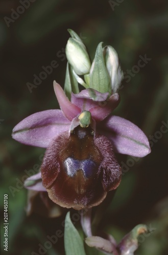 Foto Rare Ophrys Lucis (Ophrys argolica subsp