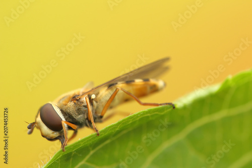 *Syrphus ribesii* insect on a leaf