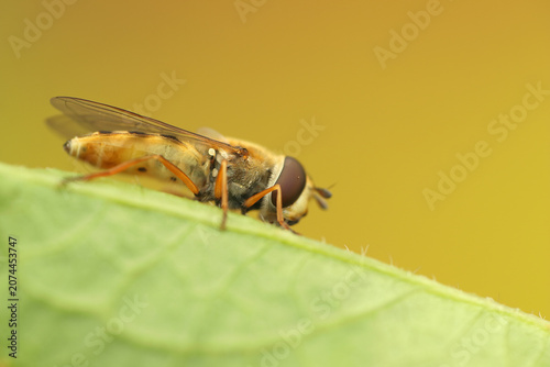 *Syrphus ribesii* insect on a leaf