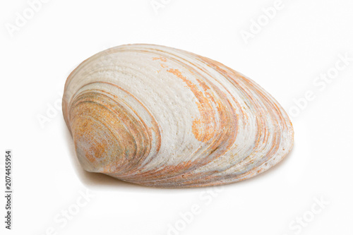 Nahaufnahme Trogmuschel Nordsee orange gestreift - Freisteller