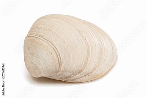 Nahaufnahme Muschel Nordsee beige-weiss gestreift - Freisteller