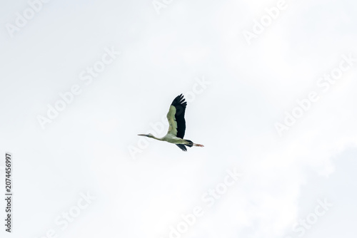 Photography Asian open bill is flying on isolated blue sky