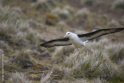 Black-browed albatross in flight
