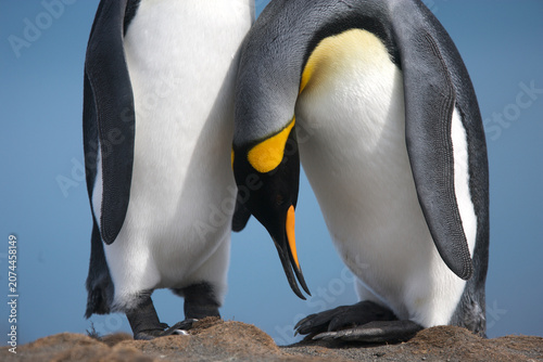 King penguins caressing and preening each other