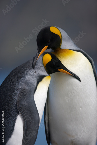 King penguins caressing and preening each other