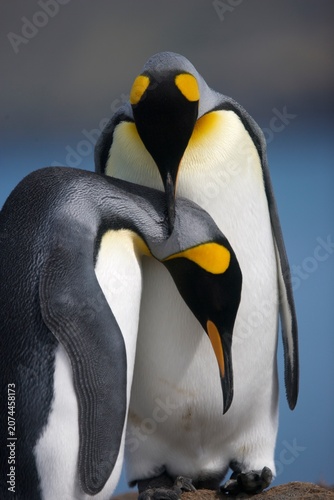 King penguins caressing and preening each other