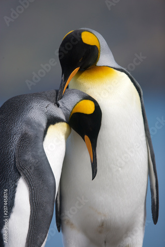 King penguins caressing and preening each other
