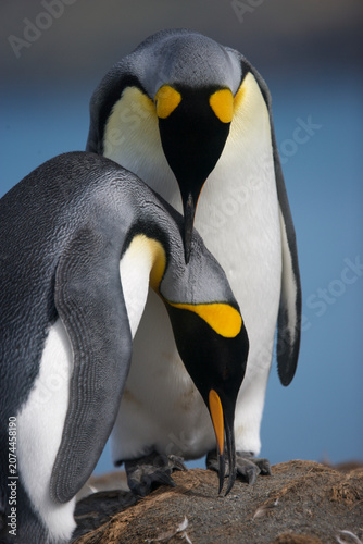 King penguins caressing and preening each other