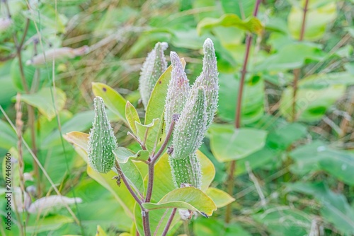 Photos Close-up of dewy plant leaves, outdoor setting, soft lighting, shallow depth of