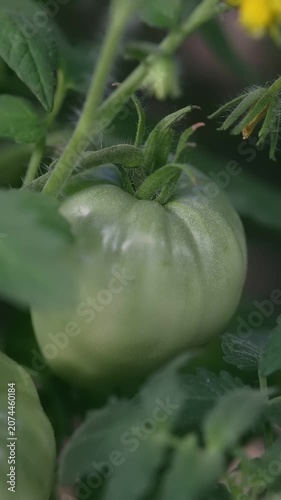 Close-up of a green unripe tomato growing on the vine in an organic farm garden. Yellow flower visible in background, soft bokeh of green leaves. Concept of sustainable farming, homegrown vegetables