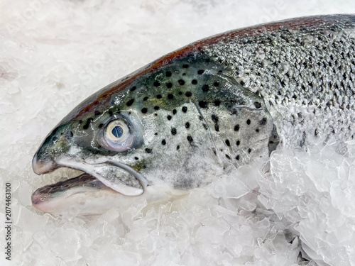 Bild auf Leinwand Fresh salmon fish on ice in shellfish for sell at fish market