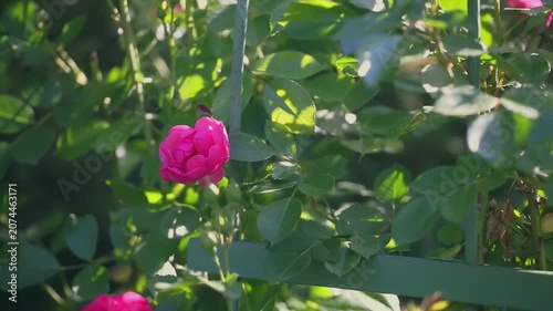 Roses are blooming in a garden. Bright pink flowers stand out among the green leaves. Sunlight shines down, adding warmth to the scene. The colors are vibrant and fresh in the springtime setting.