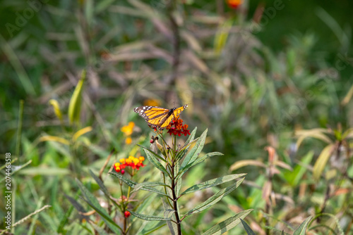 Monarch Butterfly on asclepsias Milkweed Flower in Garden