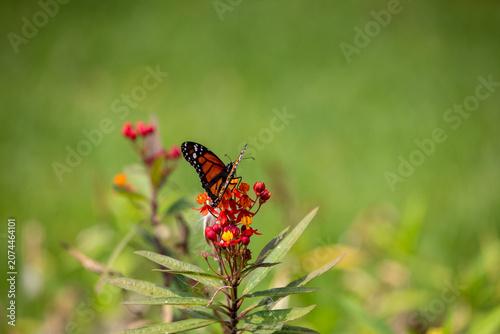 Monarch Butterfly on asclepsias Milkweed Flower in Garden