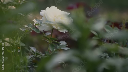 A white rose stands out among green leaves in a garden. The sunlight shines on the flower, highlighting its petals. Other plants and flowers are in the background.