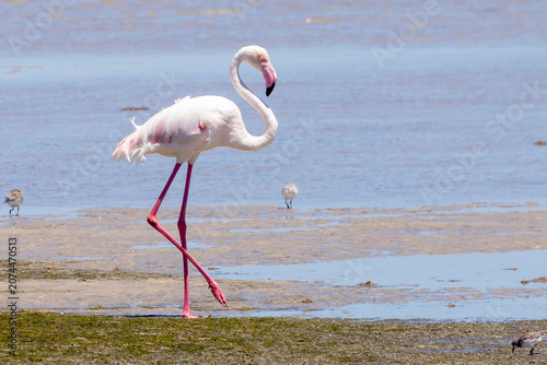 Fényképezés Greater Flamingo (Phoenicopterus roseus)  Langebaan Lagoon,  West Coast, South A
