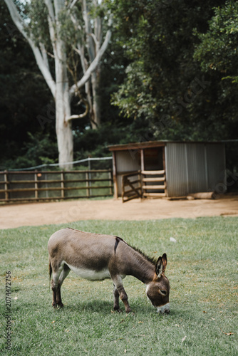 Donkey on a farm in the woods