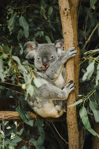 koala looking out in a eucalyptus tree