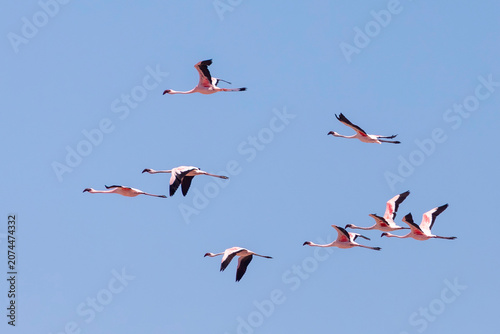 Flock of Lesser  Flamingo (Phoeniconaias minor,) flying, in flight, Kliphoek Saltpan, Velddrif, West Coast, Western Cape, South Africa at sunset