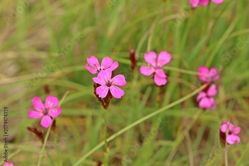 Kartäusernelken (Dianthus carthusianorum subsp. carthusianorum)