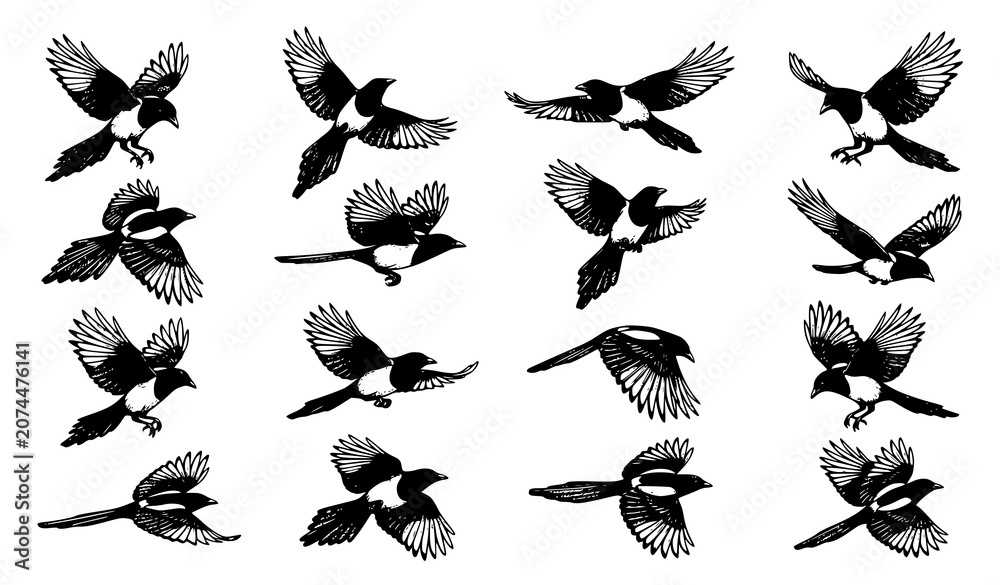 Fototapeta premium Hand Drawn Flying Magpie Bird Vector Set Engraved Wildlife Illustration Isolated on White Background