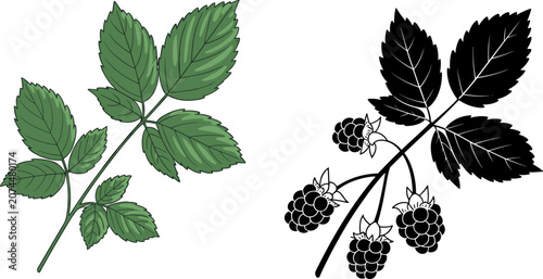 Set of vector illustrations featuring a detailed green raspberry leaf and a black silhouette of a cluster of blackberries.