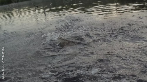 Largemouth Bass (Micropterus salmoides) fishing in Georgia, trophy bass hooked and jumping at sunset, slow-motion, 1/2th natural speed. the most popular freshwater sportfish in North America