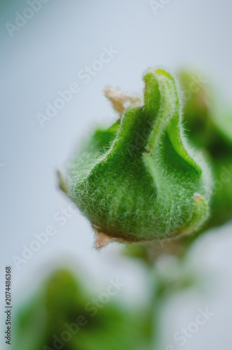Fotografia naturalness in the texture of lush plants with interesting shapes and shadows