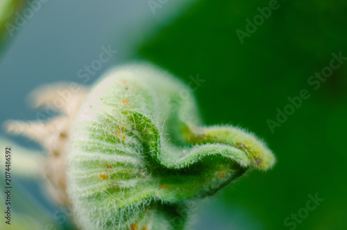 Fotografia naturalness in the texture of lush plants with interesting shapes and shadows