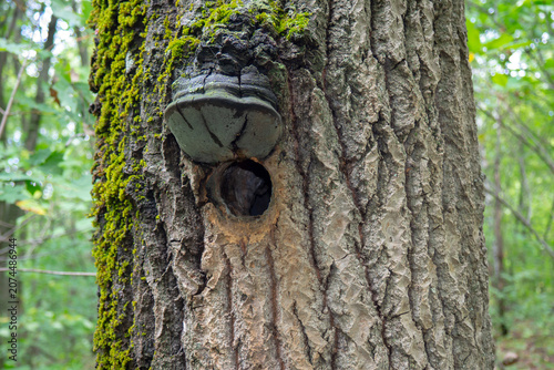Hole in a tree hollowed out by a woodpecker. A bird's nest in the hollow.