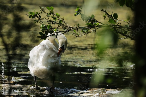 Εκτύπωση καμβά cygne à la toilette