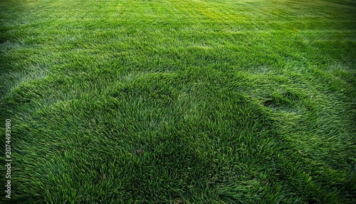 lush green lawn surface with various fresh grass textures creating a natural background for copy space