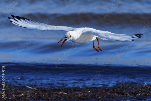 Seagull flies horizontally across the sea and makes a sound, black-headed gull (Larus ridibundus) wildlife, Western Pomerania Lagoon Area National Park, Zingst, Mecklenburg-Western Pomerania, Germany