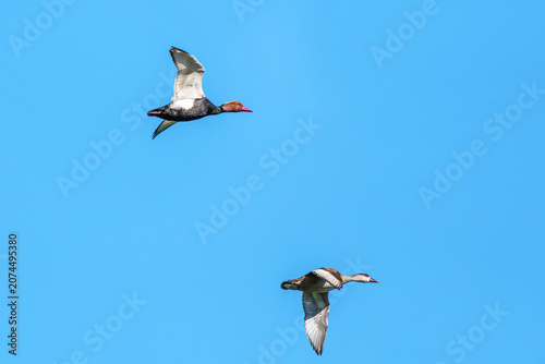 Foto Red-crested Pochard, Netta rufina flying over a lake at Munich, Germany