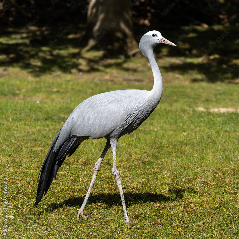 Obraz premium The Blue Crane, Grus paradisea, is an endangered bird