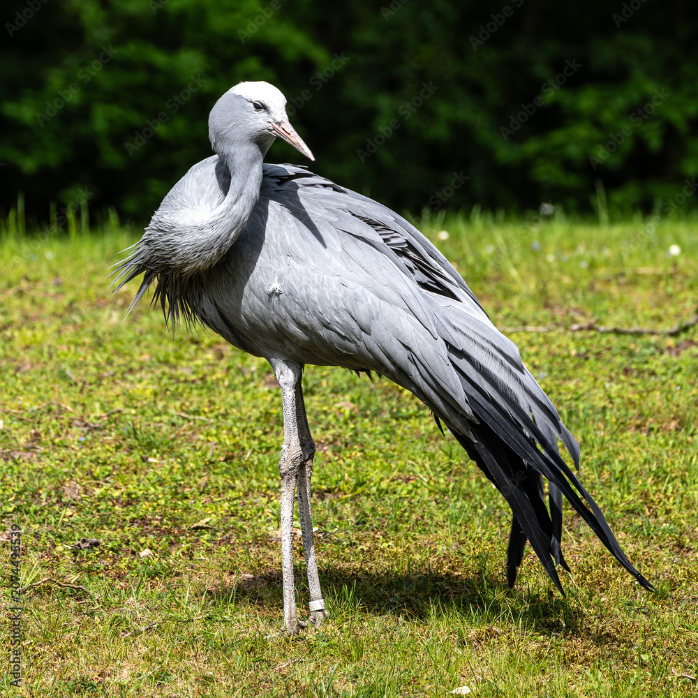 Fototapeta premium The Blue Crane, Grus paradisea, is an endangered bird