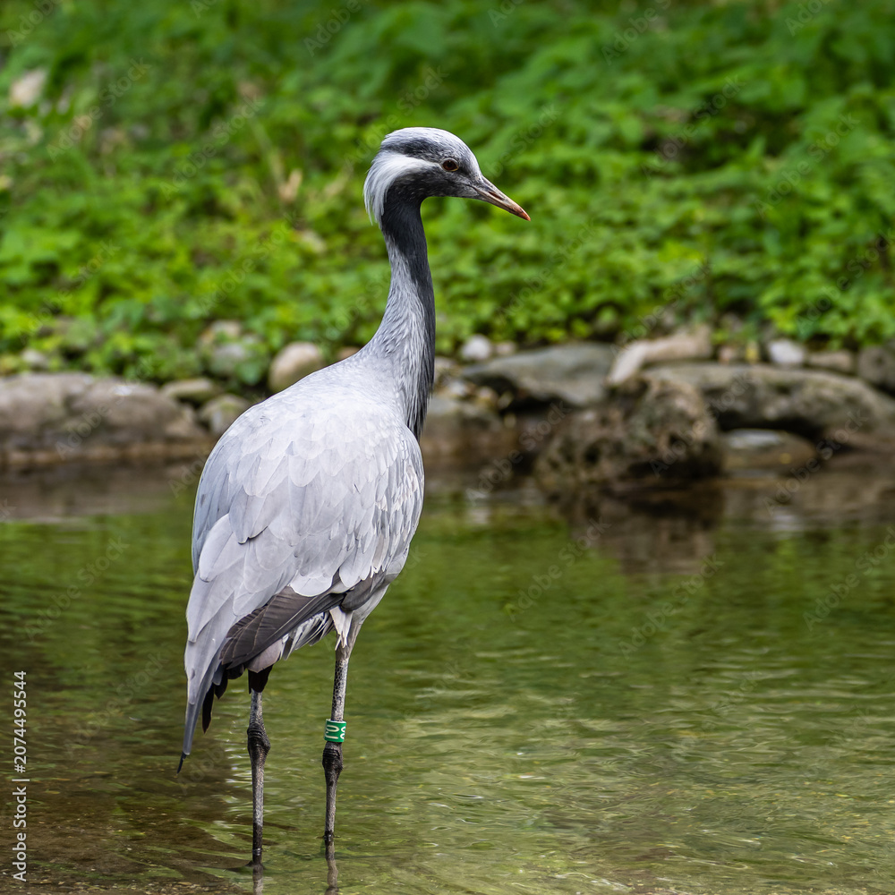 Fototapeta premium The Blue Crane, Grus paradisea, is an endangered bird