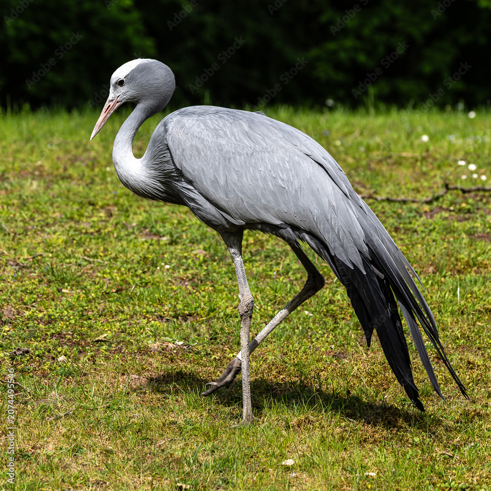 Fototapeta premium The Blue Crane, Grus paradisea, is an endangered bird