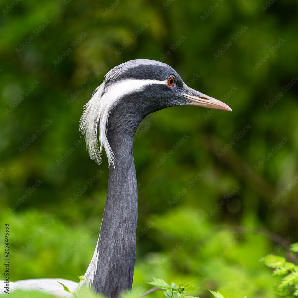 Obraz premium Demoiselle Crane, Anthropoides virgo are living in the bright green meadow during the day time
