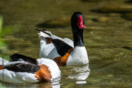 Fotografia Common Shelduck, Tadorna tadorna swimming on the water