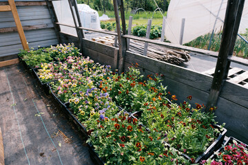 Lush crates filled with pansy flowers in greenhouse in spring