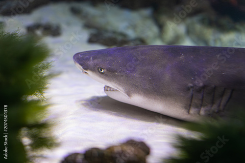 Εκτύπωση καμβά Underwater shot of a shark swimming, head tilted Artificial lighting casting sha