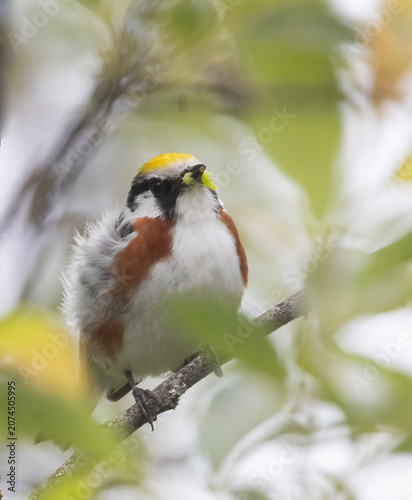 Фотография Closeup of Chestnut-sided Warbler perched in a green shrub on a windy summer day