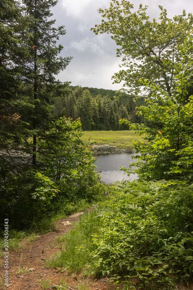 Fototapeta premium Lush green vegetation at Park Lake Canoe launch site near Algonquin Park Ontario on a cloudy summer day